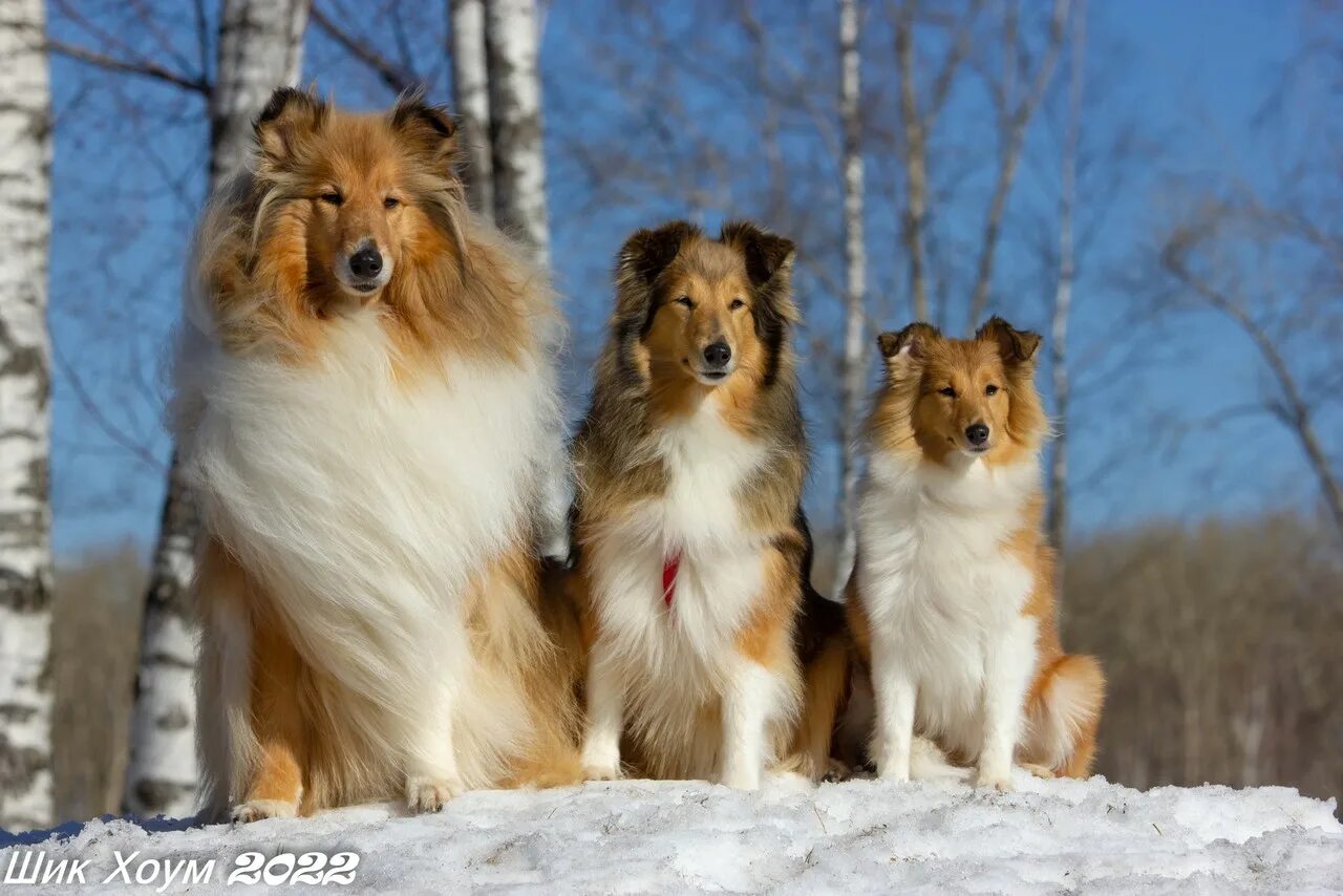 Сибфорум шелти. Сибфорум колли и шелти. Сибфорум шелти. Шелти собака фото. Метис шелти.