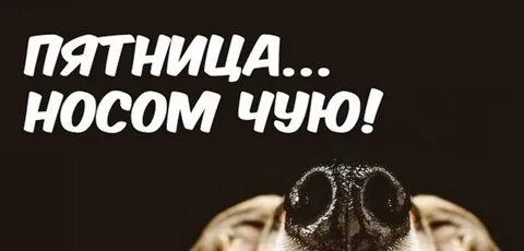 Носом чуют