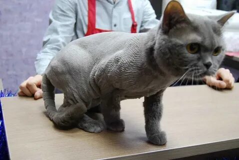 Подстричь шотландскую кошку