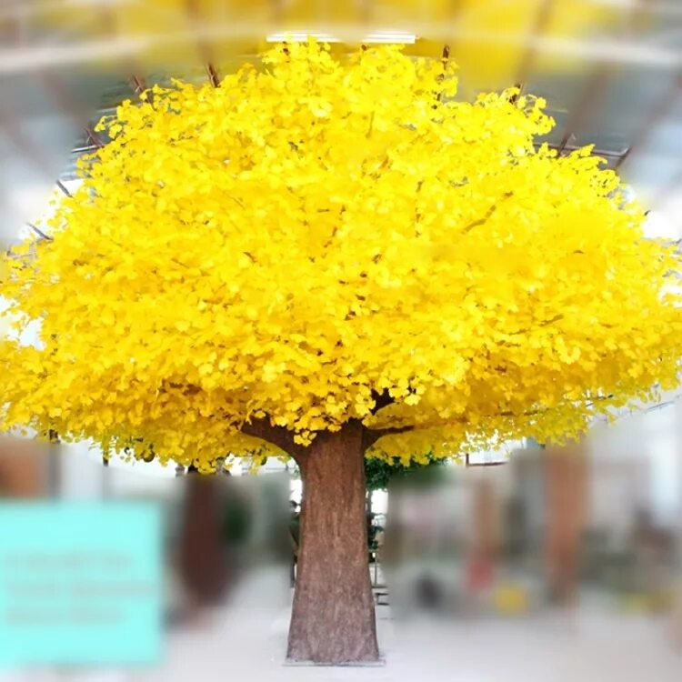 Как называется желтое дерево. Как называется желтое дерево. Акация мимоза. Мимоза дерево. Акация серебристая мимоза.