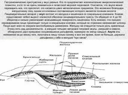 Презентация общая характеристика хордовых животных 8 класс