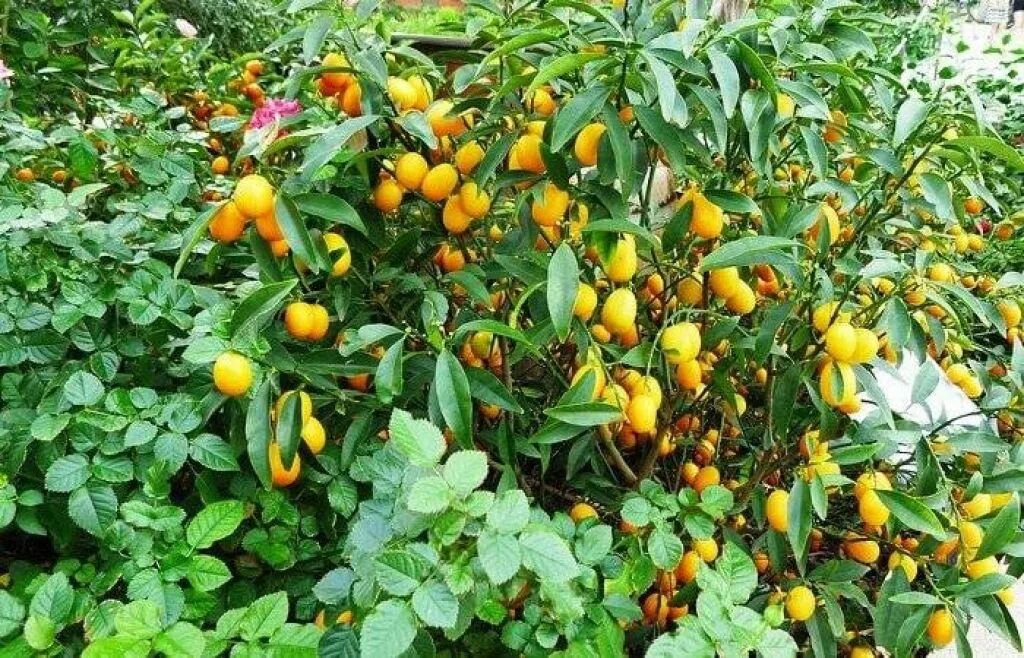 Дикий мандарин кумкват. Кинкан овальный дерево. Как посадить мандарин. Цитрус фортунелла. Фортунелла кинкан кумкват.