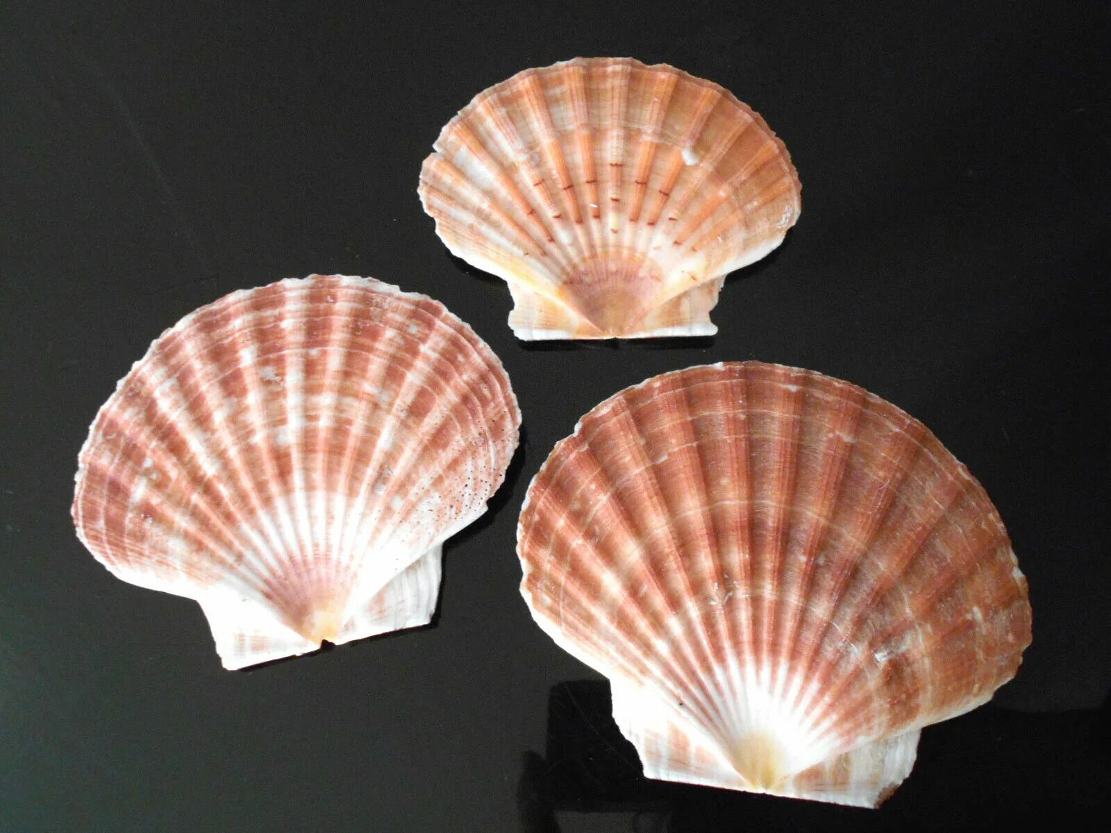 Scallop Shell раковина. Морской гребешок Шелл. Морской гребешок Ракушка. Раковина морского гребешка.