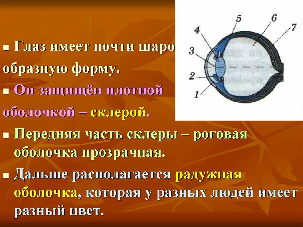 Глаз человека физика. Глаз и зрение 8 класс. Глаз и зрение физика. Глаз и зрение физика 8.