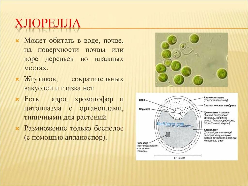 Одноклеточные зеленые водоросли характеристика. Одноклеточная водоросль хлорелла строение. Зеленые водоросли хлореллы строение. Функции выполняются разными структурами клетки хлореллы. Структура клетки хлореллы.