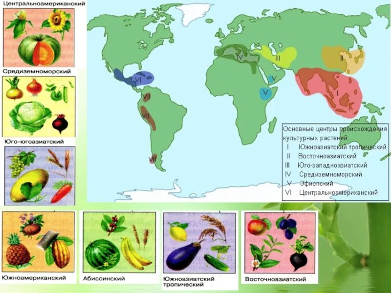 Сколько центров происхождения культурных. Вавилов центры происхождения культурных растений карта. Центры происхождения культурных растений по н.и Вавилову. Южноазиатский тропический центр происхождения культурных растений. Центры происхождения культурных растений Вавилова.