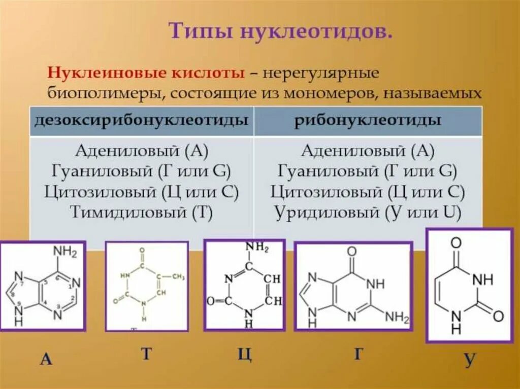 Какие из нуклеотидов входят в состав днк. Строение полимера из нуклеотидов. Структура нуклеиновых кислот формула. Классификация нуклеиновых кислот. Строение нуклеотида.