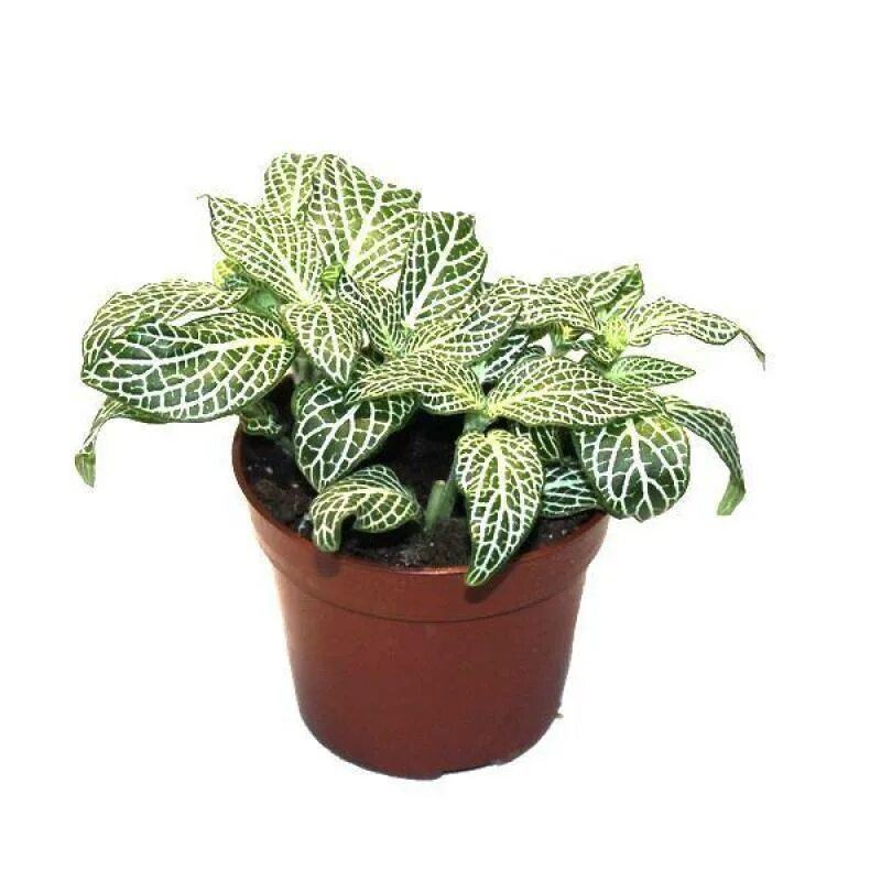 Фиттония грин. Фиттония белая. Фиттония оранжевая. Фиттония беложильная. Фиттония цветущая.