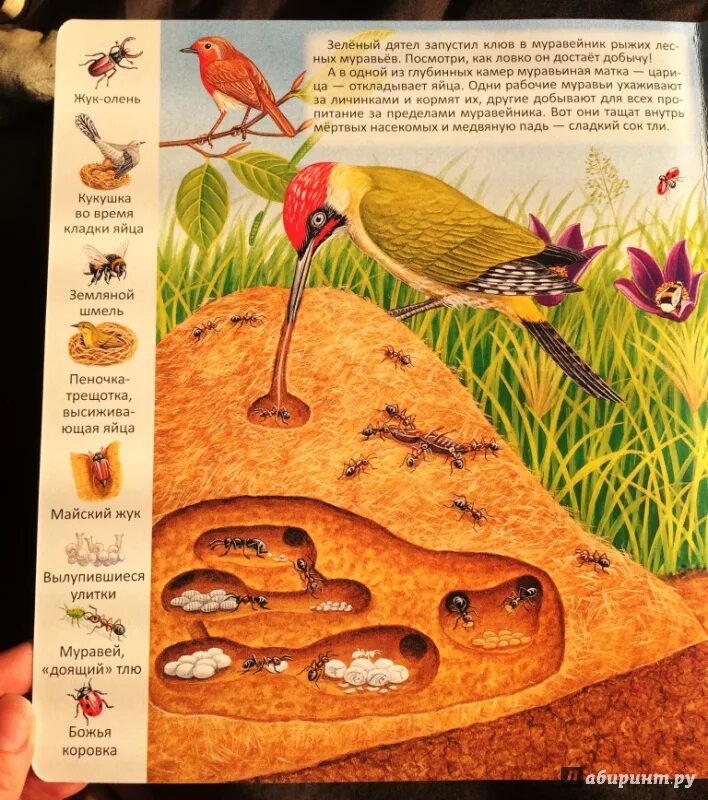 Животные пустыни для детей. Где какие животные обитают 2 класс. Где кто живет из животных для детей картинки. Где обитают животные книга. Карта животных россии.