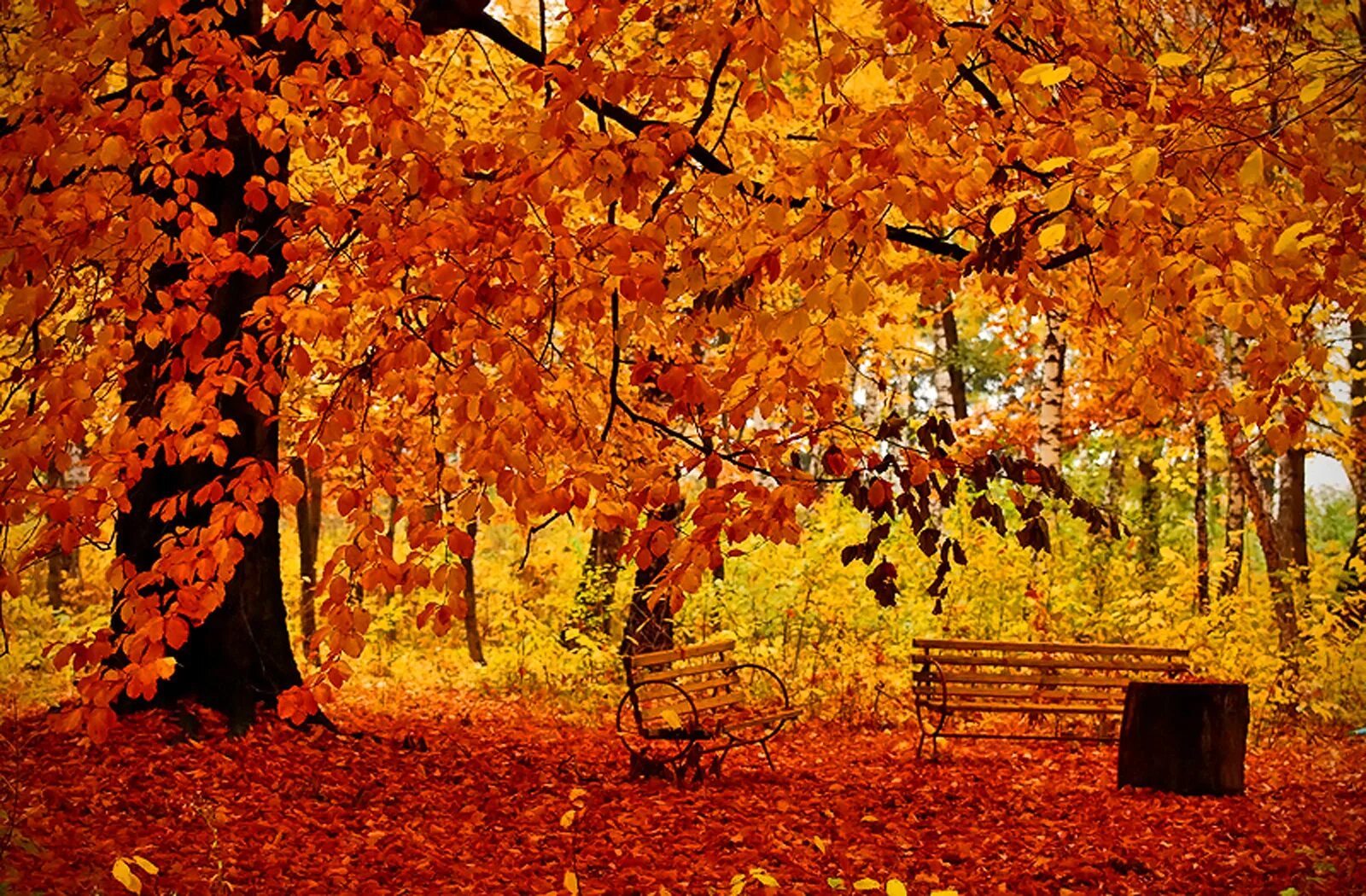Придет осень золотая. Осень листопад. Золотая осень. Золотая осень картина. Пейзажи золотого листопада.