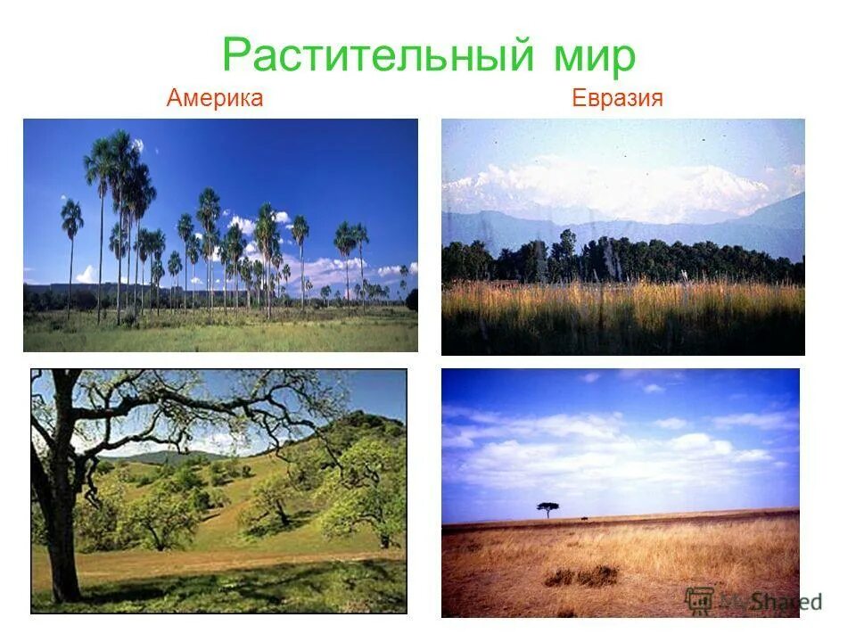 территория со схожими почвами растениями животными. карта природных зон россии с растениями. природные зоны россии основные природные зоны. природные зоны растения и животные россии карта. природные зоны россии с севера на юг 4 класс.