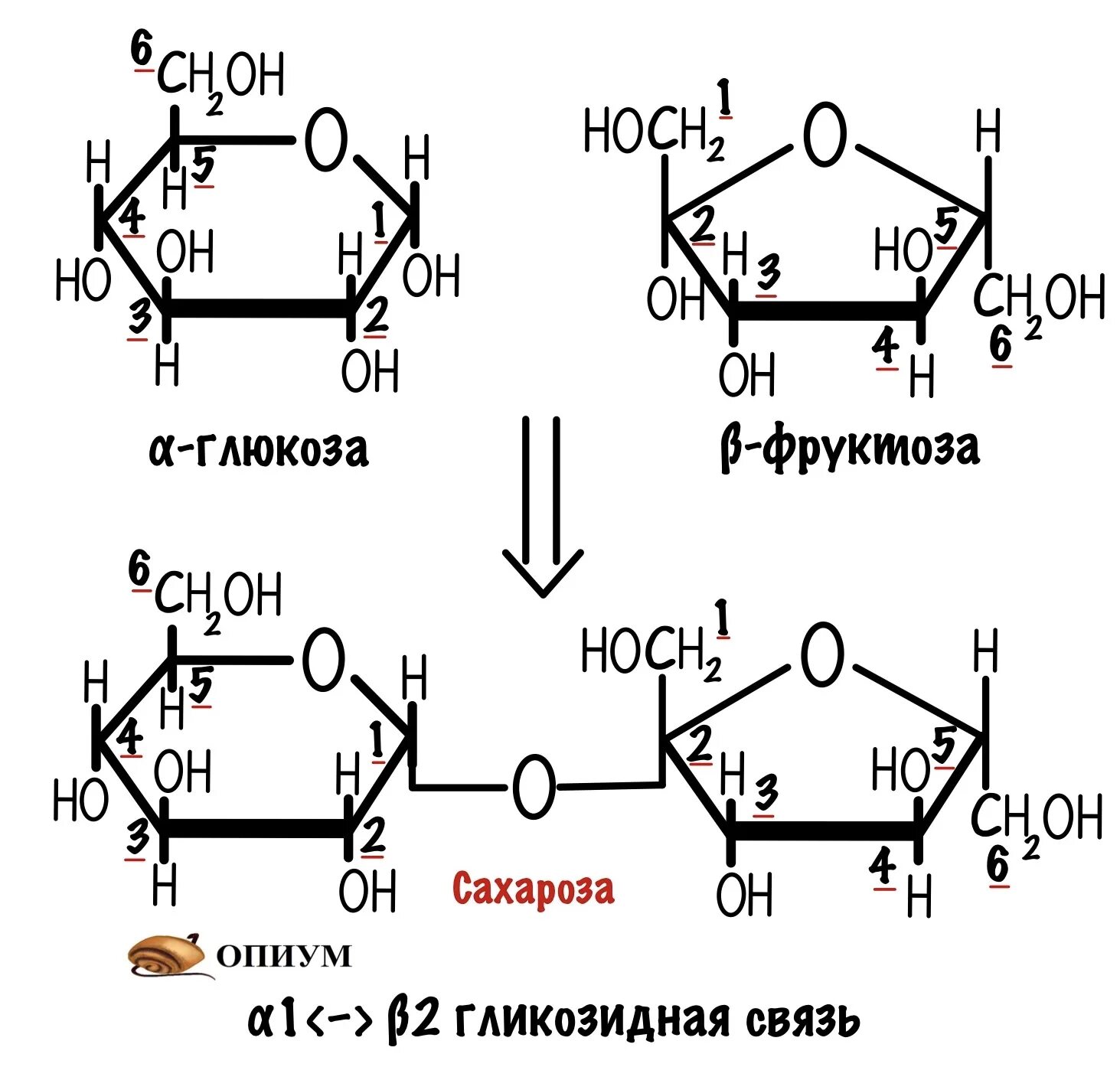 Дисахаридом является глюкоза сахароза. Строение углеводов. Сахароза Геншин. Классификация углеводов моносахариды дисахариды и полисахариды. Формулы моносахаридов и дисахаридов и полисахаридов.