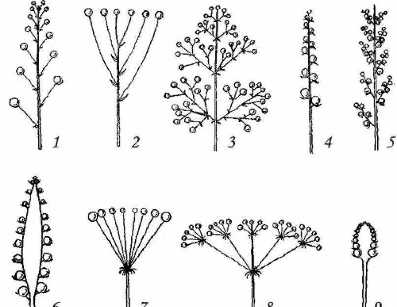 Мутовка соцветие. Соцветие полузонтик. Бокоцветные соцветия. Соцветие кисть снежноягодник. Тест цветок соцветие 6 класс биология