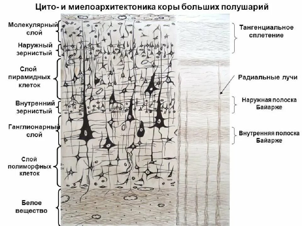 Микроскопическое строение коры полушарий головного мозга. Кора головного мозга гистология препарат. Клетки слоев коры головного мозга гистология. Строение коры большого мозга. Оболочки коры больших полушарий.