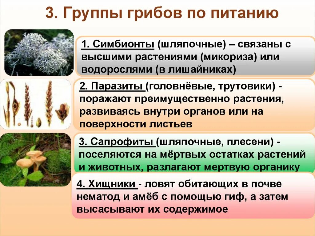 Питание грибов сапрофиты паразиты симбионты. Группа грибов примеры. Питание грибов 5 класс биология. Биология 6 класс грибы по способу питания. Группы грибов по питанию