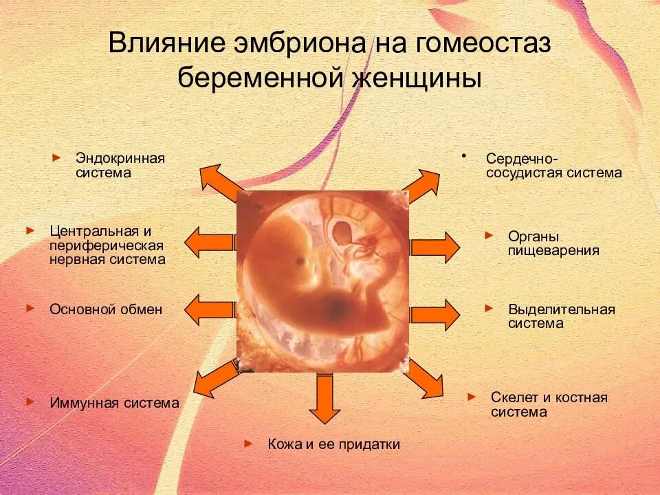 Физиологические изменения беременной