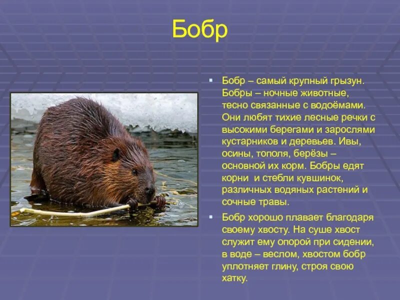 Сведения бобрах. Сообщение о бобрах. сообщение про бобра. рассказ о бобре. доклад о бобрах.