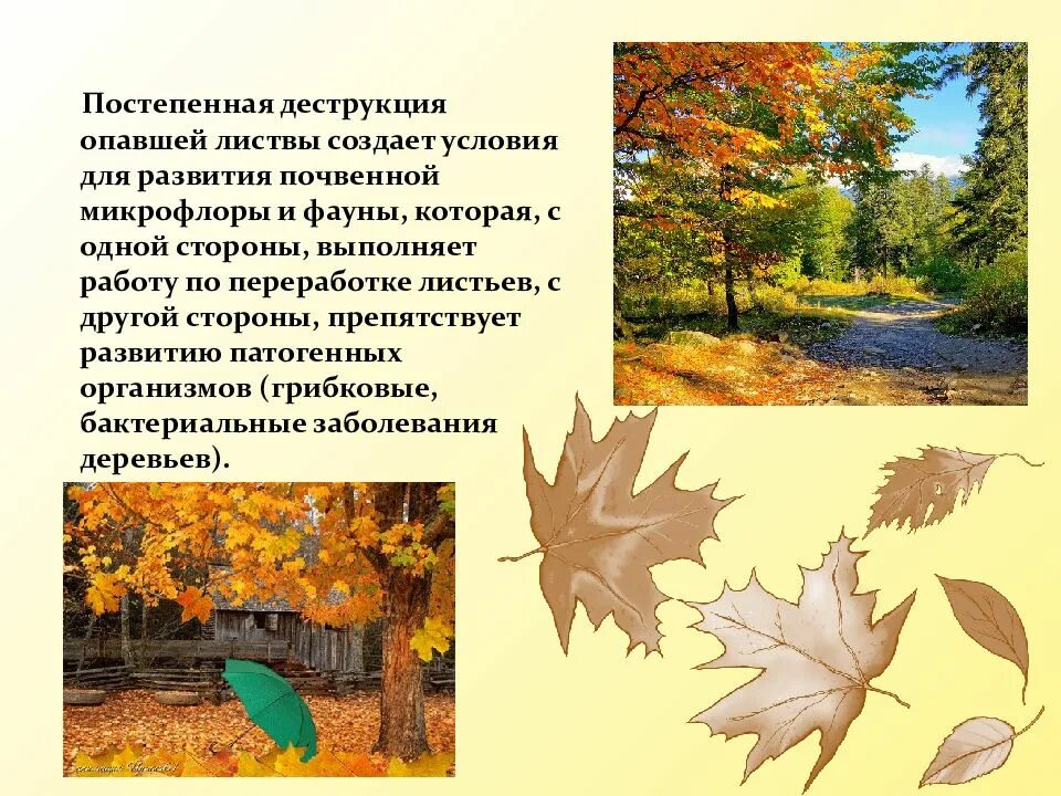 Когда заканчивается листопад у других деревьев каких. Презентация опавшие листья. листопадные растения сбрасывают листву. осенью деревья сбрасывают листья. осенью лиственные растения сбрасывают листву.
