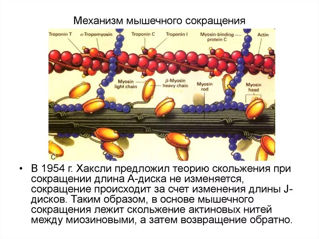 Физиологический механизм мышечного сокращения.. Механизм сокращения скелетных мышц. Актин и миозин механизм мышечного сокращения. Механизм актина и миозина. Клетки б укорачивание