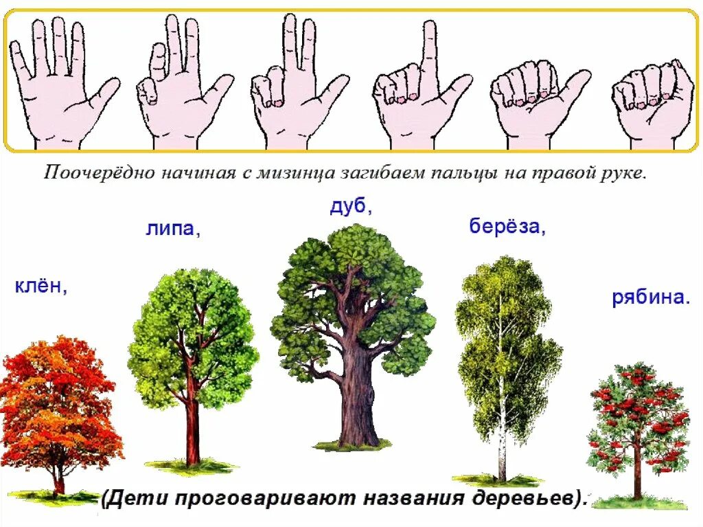 Две группы деревьев. Деревья и кустарники для детей. Пальчиковая гимнастика деревья. Пальчиковое дерево. Деревья и кустарники старшая группа.