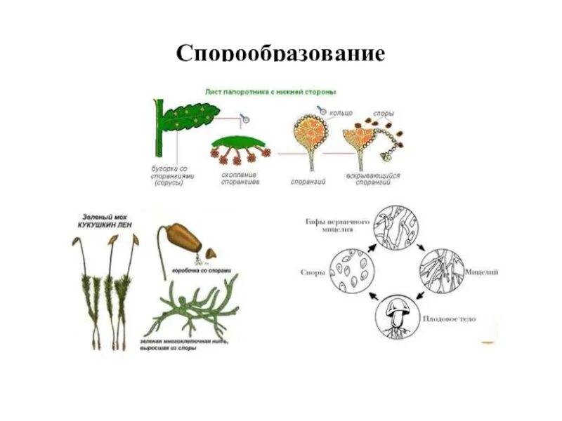 Спора специализированная клетка