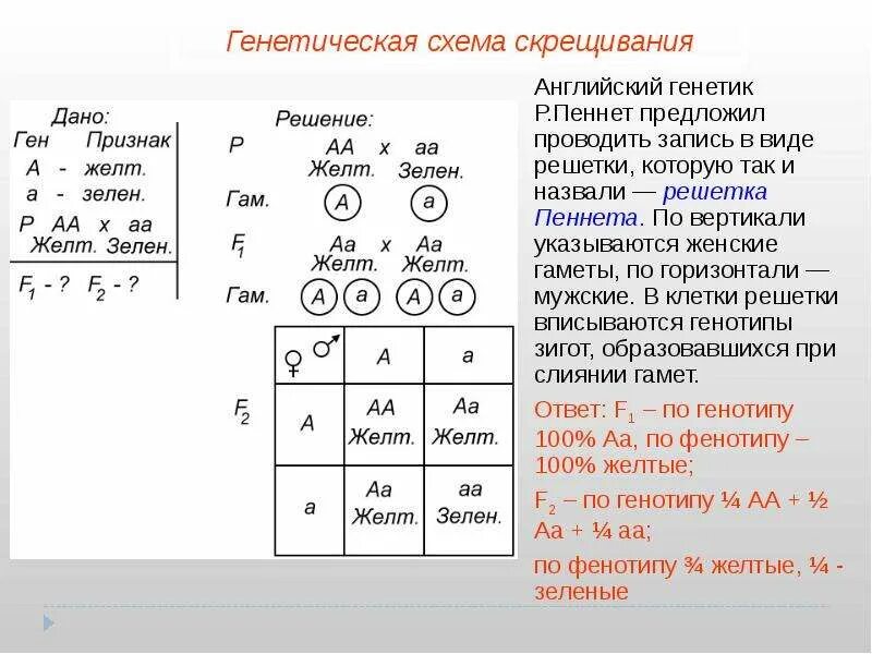 Задачи по генетике на законы менделя. Генетика решетка Пеннета. Решетка Пеннета дигибридное скрещивание. Законы Менделя биология 10 класс. Задачи по генетике решетка Пеннета.