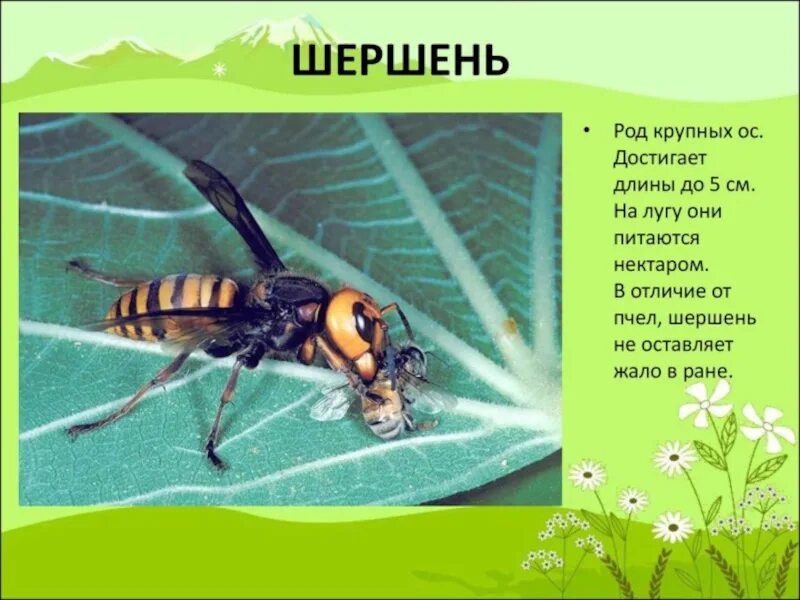 Насекомые окружающий мир 2. Насекомые презентация. презентация на тему насекомые. шершень доклад. насекомые и их описание.