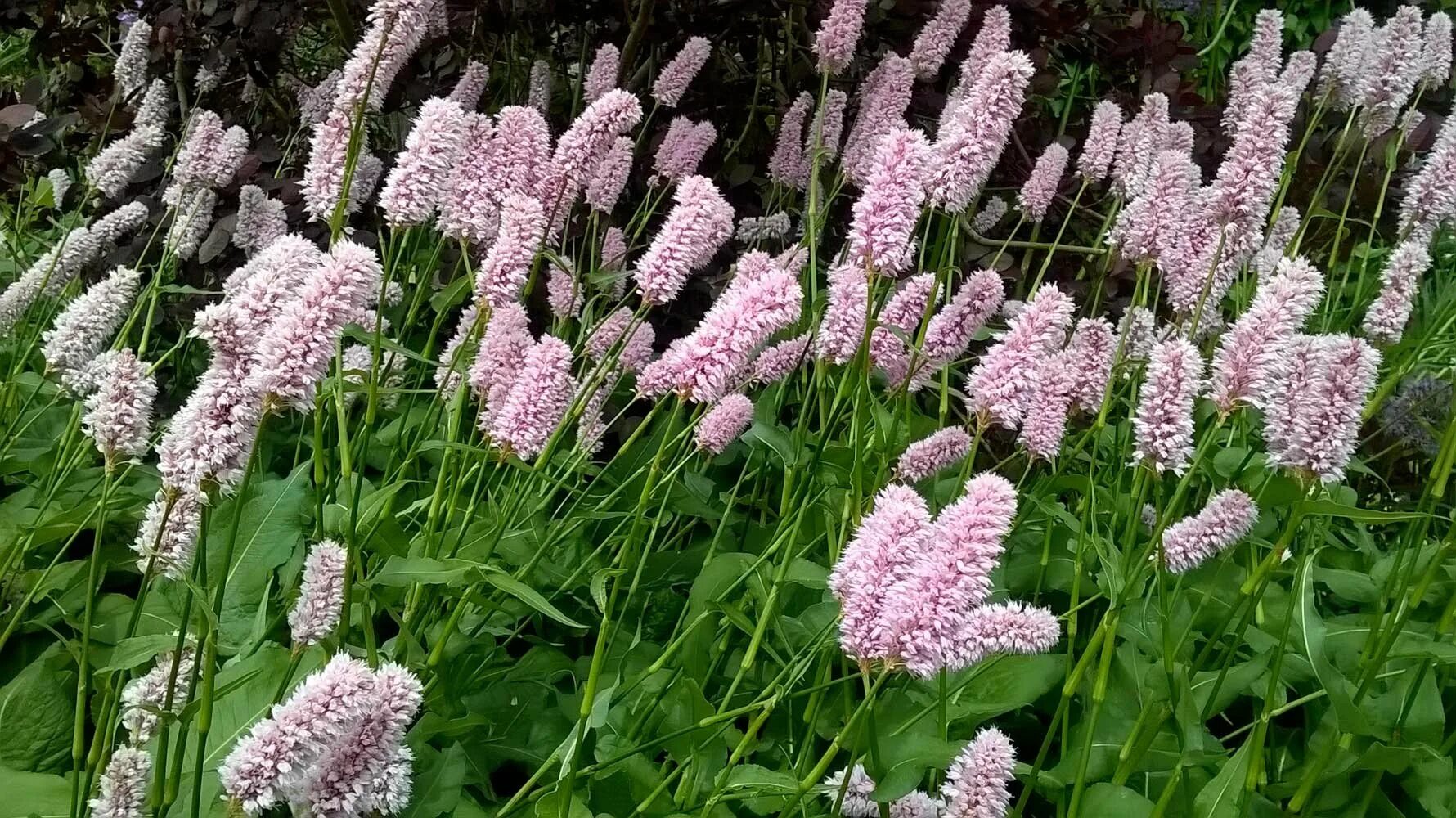 Змеевик большой. Горец змеиный (Polygonum bistorta). Горец змеиный superba Суперба. Горец bistorta superba. Горец змеиный (Polygonum bistorta `superba`).