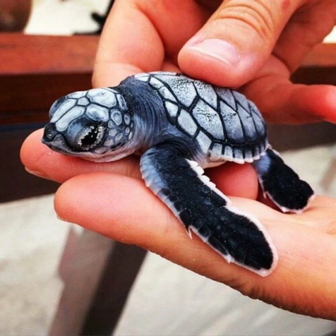 Морские черепахи дома. Graptemys nigrinoda. Черепашата. Карликовые Сухопутные черепахи. Карликовая морская черепаха.