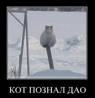 Коте сборник дзен