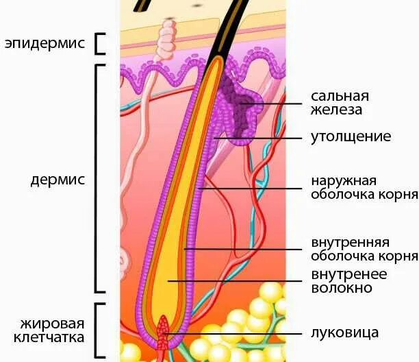 Строение волосяной луковицы гистология. Строение волоса корень и стержень. Строение стержня волоса. Строение волоса человека.