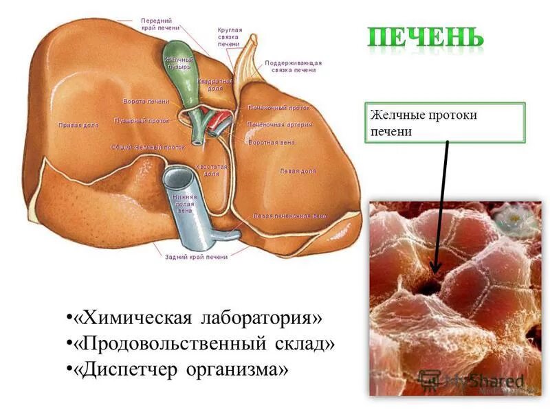 Почему печень жесткая