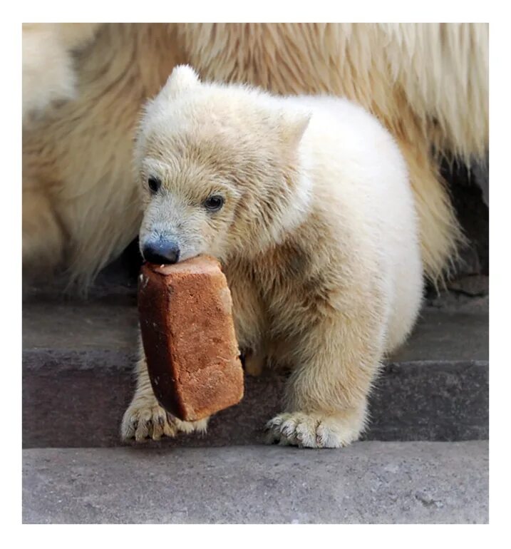 медведь кушает. прикольный медведь. бурый медведь с рыбой. медвежонок кушает мороженое. медвежонок ест.