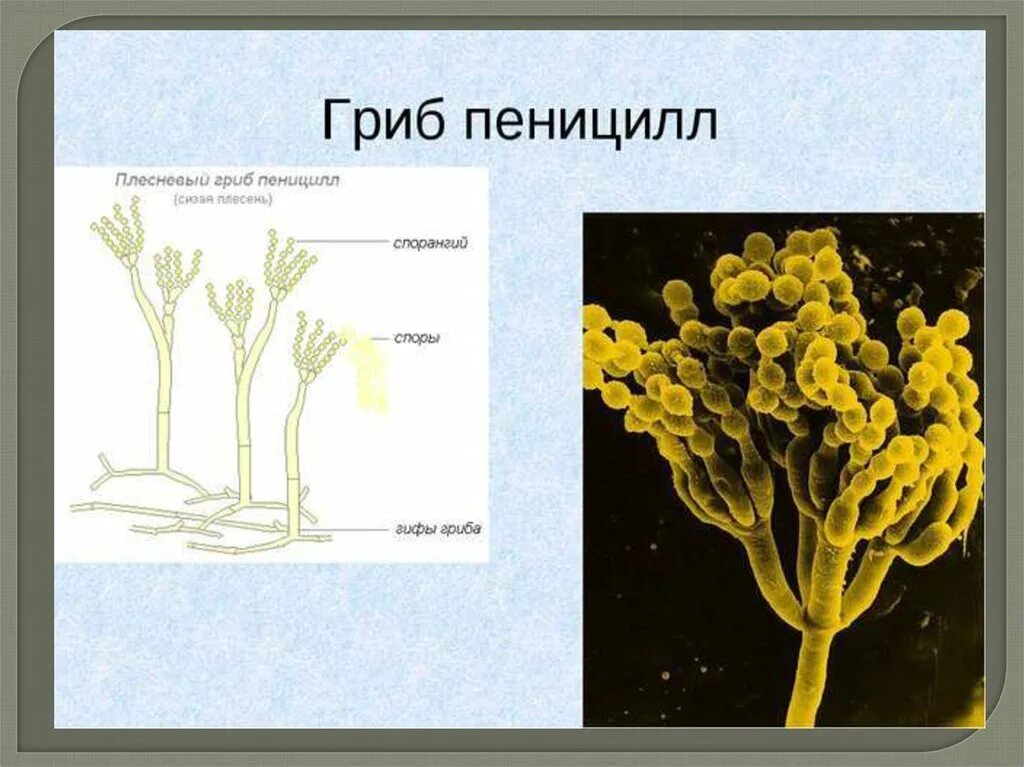 Пенициллин отличается