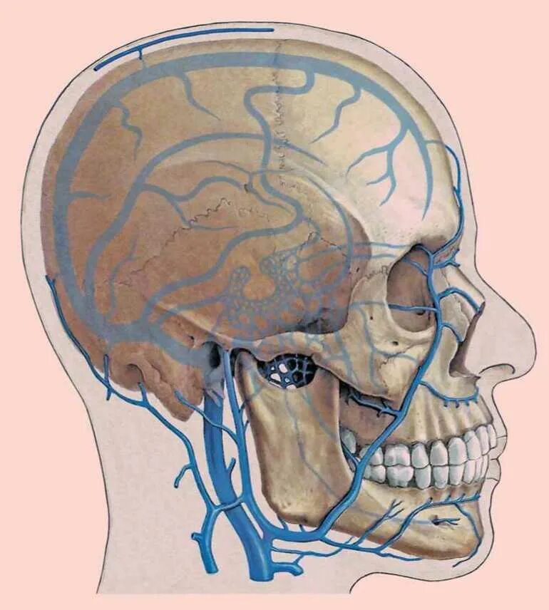 Вены головного мозга. Сосцевидная эмиссарная Вена. Эмиссарные вены головного мозга. Эмиссарные вены головы анатомия.