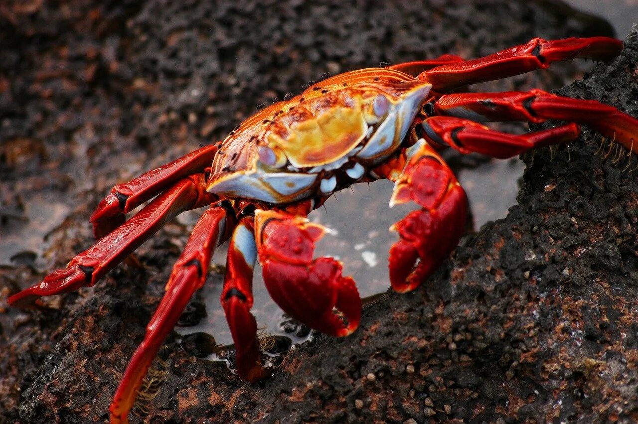 Красный Галапагосский краб. Краб ракообразные. Земляной краб. Красный краб Crustacea. Виды крабовых