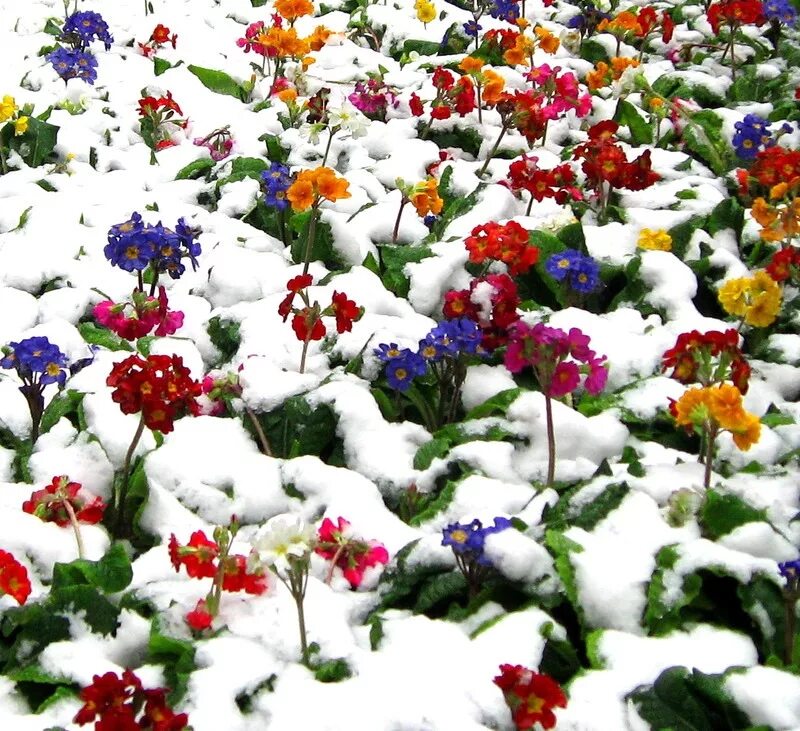 Снег среди зимы. Сноу Флауэр. Зимние цветы. Цветы в снегу. Цветы под снегом.