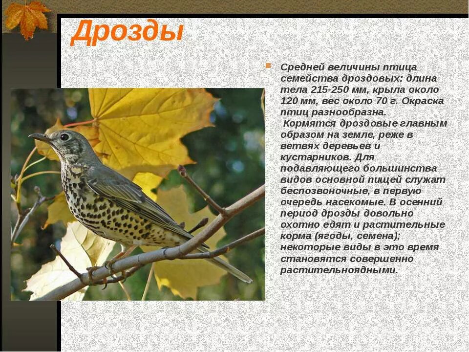 Программа дрозд. Птицы семейства дроздовых. дрозд описание. дрозд описание птицы. дрозд размеры птицы.