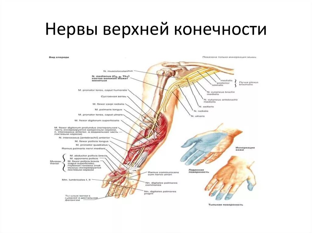 Нервы верхней конечности анатомия. Анатомия периферических нервов верхних конечностей. Нервная система верхних конечностей человека анатомия. Иннервация верхней конечности схема.