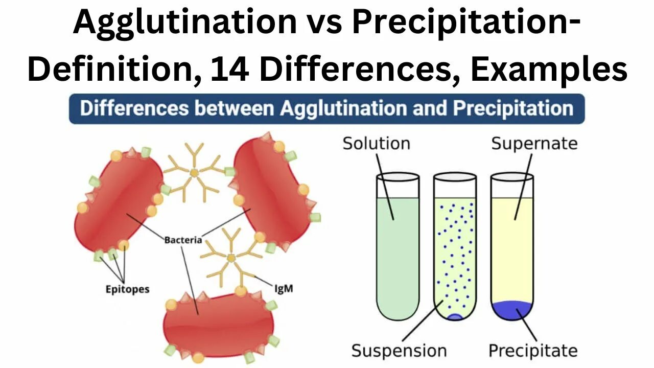 Agglutination. Agglutination vs precipitation. Precipitation Reactions. Reaction of agglutination Microbiology.