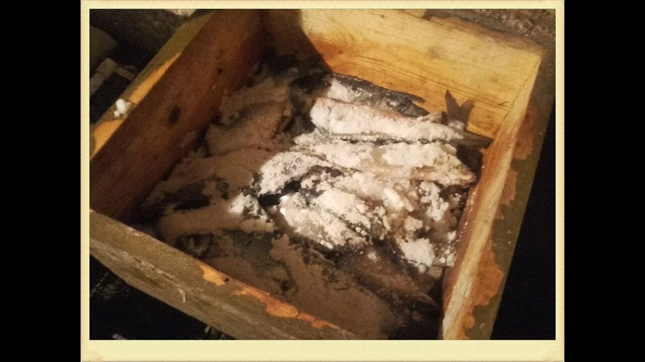 Сухой посол рыбы в деревянном ящике. Ящик для сухого посола. Деревянный ящик для засолки рыбы. Сухая посолка рыбы в ящиках.