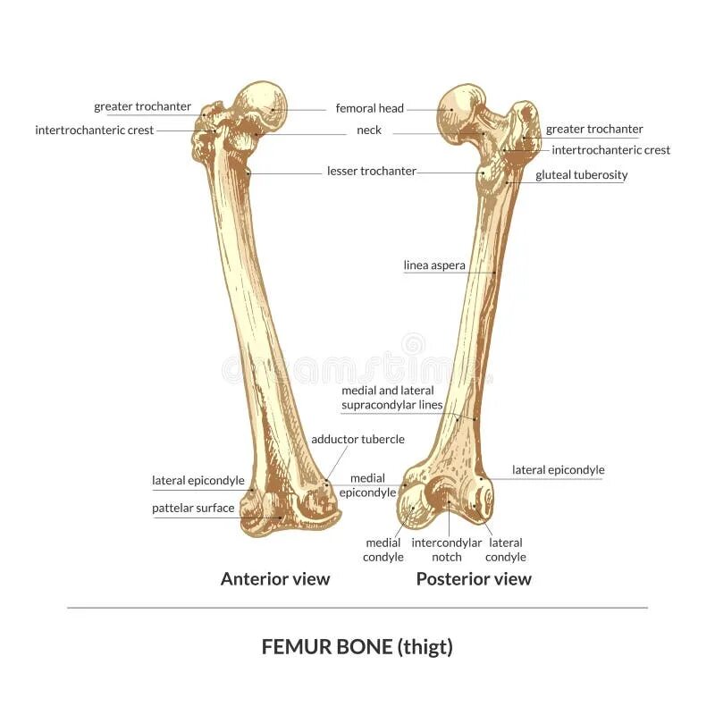 Бедренная кость человека. Бедренная кость собаки. Бедренная кость функции.