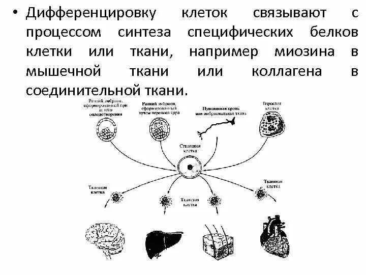 Дифференцировка клеток. Процесс дифференцировки. Дифференцирование клеток. Дифференцированные клетки.