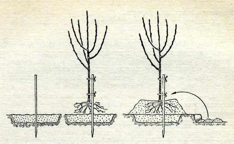 Как правильно выбрать саженец. Схема посадки саженца яблони. Посадка саженцев плодовых деревьев весной груши. Посадка саженцев плодовых деревьев осенью. Правильная посадка саженцев груши весной.