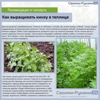 Как посадить петрушку на зиму