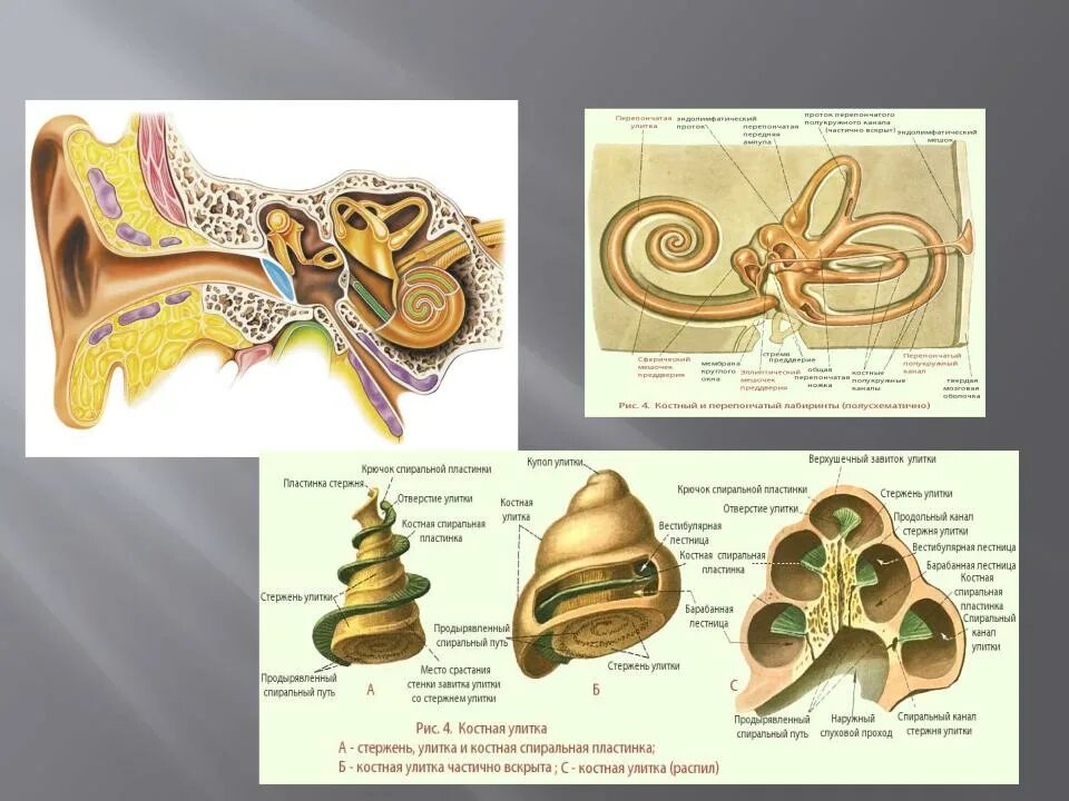 Строение улитки уха спиральн. Строение улитки внутреннего уха. Костная спиральная пластинка. Строение внутреннего уха.