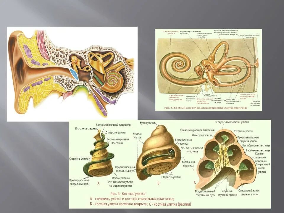 Строение улитки уха спиральн. Строение улитки внутреннего уха. Костная спиральная пластинка. Строение внутреннего уха. Улитка спиральная