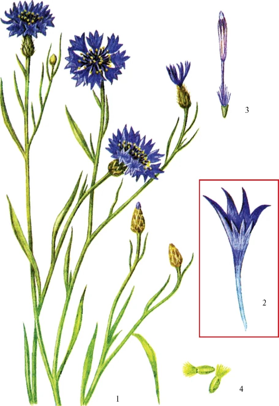 Василек полевой Centaurea cyanus. Василек синий Фармакогнозия. Василек синий Centaurea cyanus l.. Василек синий (полевой) Фармакогнозия.