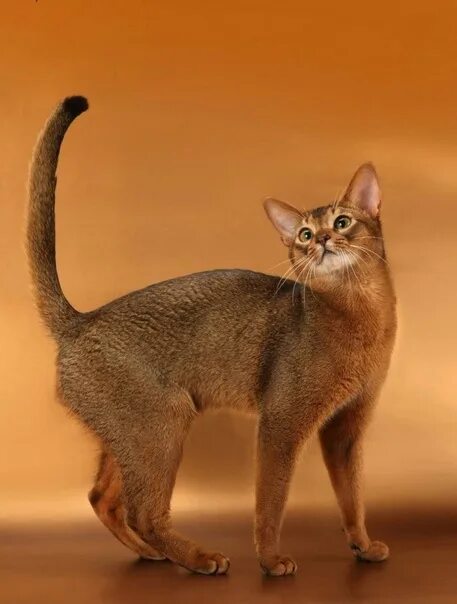 Абиссинская кошка описание породы фото Абиссинская кошка Abyssinian cat, ABY, Shorthair Котомир