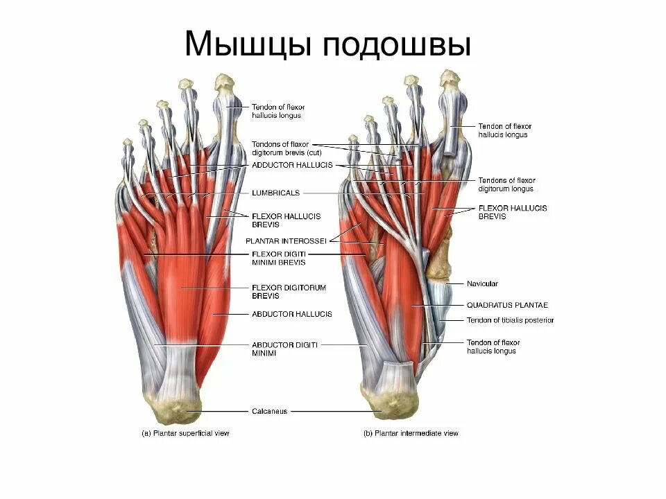 Тыльные мышцы стопы анатомия. Мышцы стопы вид спереди. Мышцы стопы снизу. Мышцы стопы снизу анатомия. Область подошвы